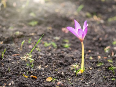 Sonbahar mor timsahı yerin üstünde çiçek açtı..