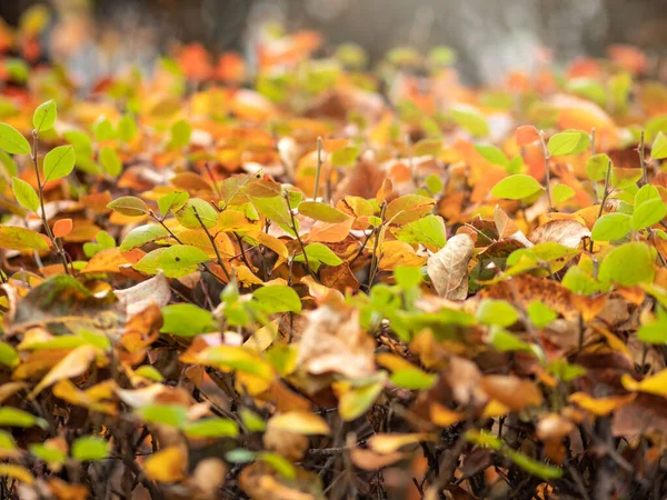 Takken met oranje, groene en gele bladeren in het herfstpark. — Stockfoto