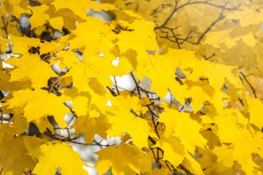 Sonbaharda, günbatımının ışığında, sarı yapraklı akçaağaç dalları.