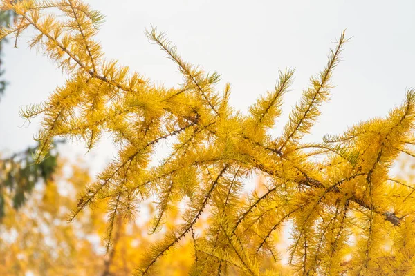 Yellow needles of larch in the autumn — Stock fotografie