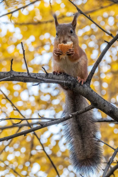 Herbst-Eichhörnchen mit großem Schwanz sitzt auf einem Ast — Stockfoto