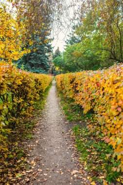 Sonbahar parkında yaprakların döküldüğü patika. Sarı, turuncu ve yeşil yapraklı çalıların arasında..