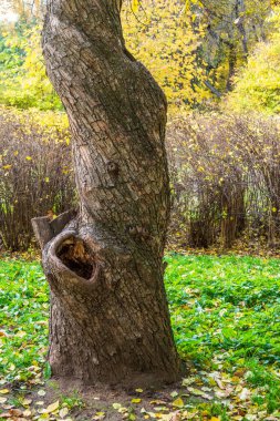 Sonbahar parkında dallı ağaç gövdesi.