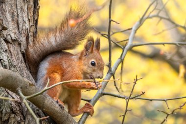 Sonbahar sincabı bir dala oturur.