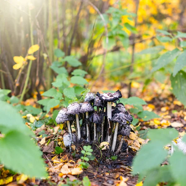 Cogumelos venenosos toadstool na floresta de outono . — Fotografia de Stock