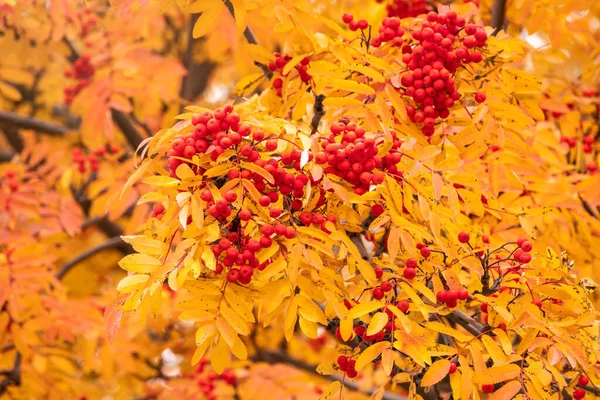 Bayas de rowan rojo en el otoño en ramas con hojas amarillas . —  Fotos de Stock