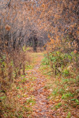 Sonbahar parkında yaprakların döküldüğü patika. Sarı, turuncu ve yeşil yapraklı çalıların arasında..
