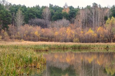 Sonbahar ormanında bataklık kıyısı.