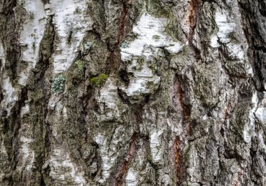 Huş kabuğu dokusu.