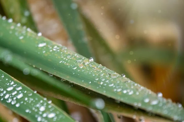 Autumn grass with dew drops in the sunlight.