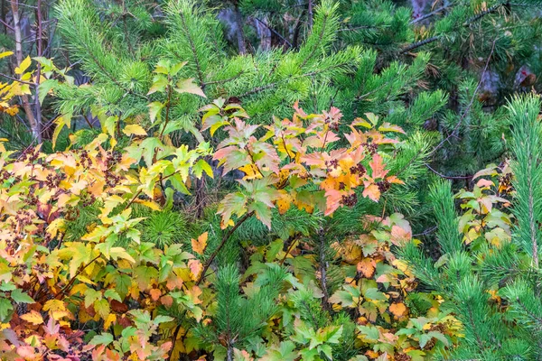 Ramas de abeto verde y hojas amarillas en el parque de otoño o invierno . — Foto de Stock