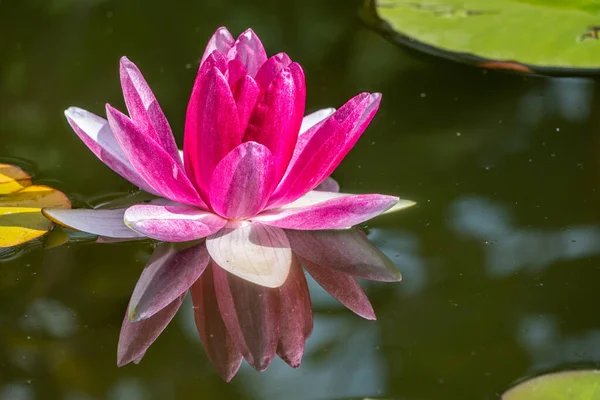 反射して暗い水の背景にピンクの睡蓮の花 ニンファア蓮 ニンパイアSp ホルト池の中で — ストック写真