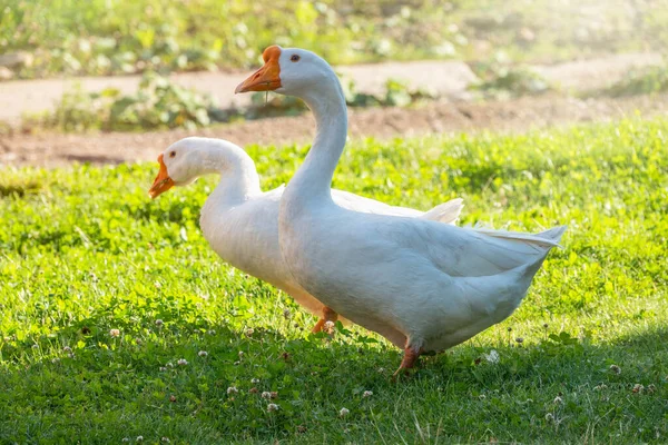 Two white geese eating on the grass a green lawn at sunset. Domestic goose, greylag goose or white goose, Anser cygnoides domesticus.