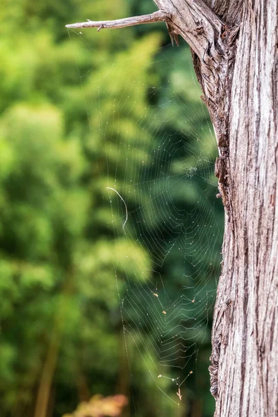绿色背景上树上的蜘蛛网 自然界中的蜘蛛网 — 图库照片