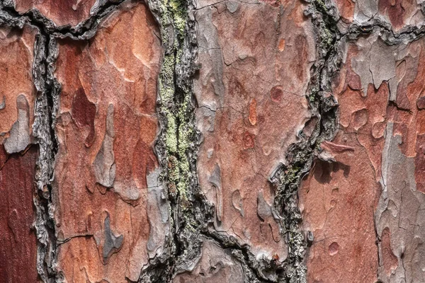 Bark Pine Tree Seamless Tree Bark Background Brown Texture Old — Stock Photo, Image