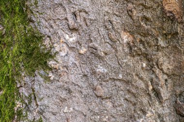 Magnolia ağaç kabuğu dokusu. Manolya ağacının ahşap dokusu. Magnolia soulangeana, uçan daire manolyası.