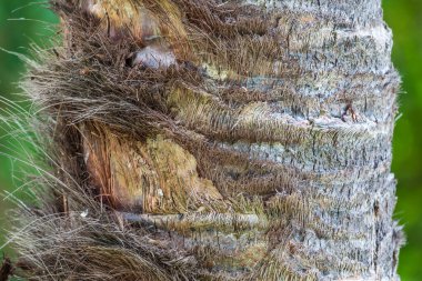 Soyut palmiye kabuğu dokusu. Fibröz palmiye gövdesi yüzeyine yakın çekim. Palmiye Ağacı Kabuğu arkaplanı