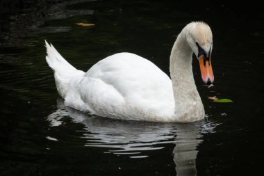 Gölde karanlık suyla yüzen zarif beyaz bir kuğu. Kuğu suya yansıyor ve gagasından su damlıyor. Dilsiz kuğu, Cygnus rengi.