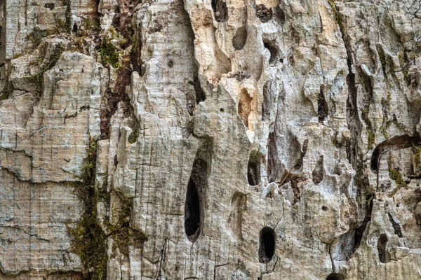 The trunk of an old tree with cracks and holes. The bark of an old thick tree. Light gray trunk color with dark cracks. Wood texture.