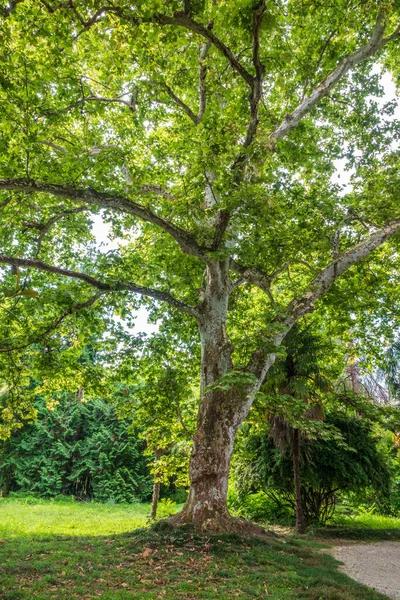 Xarope Árvore Alta Com Casca Camuflagem Folhas Verdes Brilhantes Árvore — Fotografia de Stock