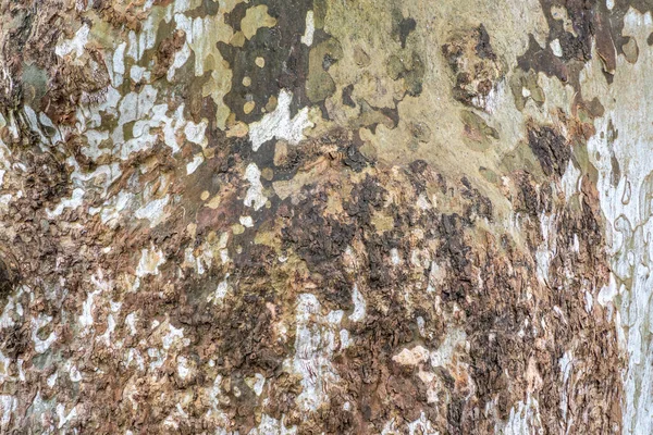 Platanus Albo Sycamore Szczekają Bliska Zbliżenie Kory Drzewa Jaworowego — Zdjęcie stockowe