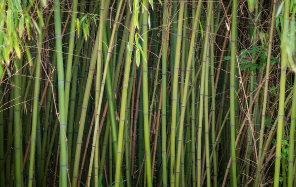Gęste Bambusowe Zarośla Długimi Pniami Grubymi Zielonymi Liśćmi Gęste Zarośla — Zdjęcie stockowe