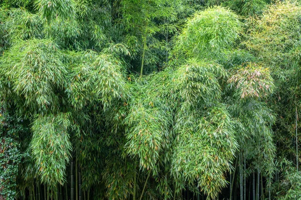 Muro Densos Matorrales Bambú Con Troncos Largos Follaje Verde Grueso —  Fotos de Stock