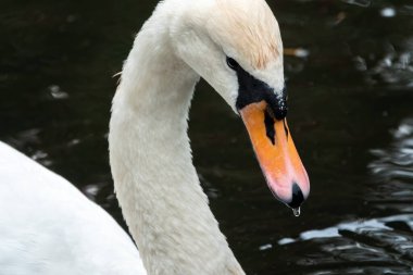 Gölde karanlık suyla yüzen zarif beyaz bir kuğu. Kuğu suya yansıyor ve gagasından su damlıyor. Dilsiz kuğu, Cygnus rengi.
