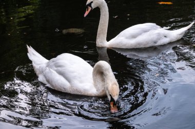 İki beyaz kuğu karanlık suda yüzüyor. Dilsiz kuğu, Cygnus rengi.
