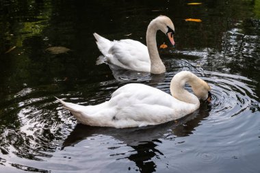 İki beyaz kuğu karanlık suda yüzüyor. Dilsiz kuğu, Cygnus rengi.