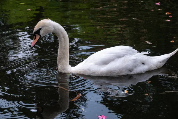 Cisne Branco Gracioso Nadando Lago Com Água Escura Cisne Refletido — Fotografia de Stock