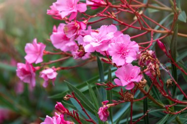 Tropik bir bahçede açan güzel pembe Nerium Oleander çiçekleri. Neryum zakkum, Apocynaceae familyasından bir çalı ya da küçük ağaçtır.