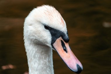 Karanlık sonbahar arka planında uzun boynu olan zarif beyaz bir kuğunun portresi. Dilsiz kuğu, Cygnus rengi.