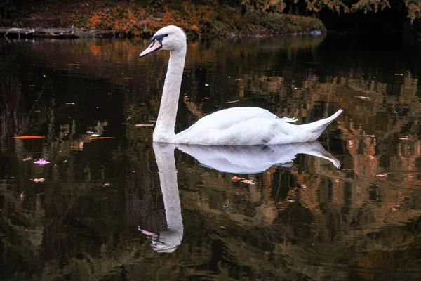 Cygne Blanc Gracieux Nageant Sur Lac Automne Avec Eau Sombre — Photo