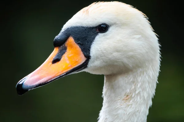 Ritratto Grazioso Cigno Bianco Con Collo Lungo Fondo Verde Scuro — Foto Stock