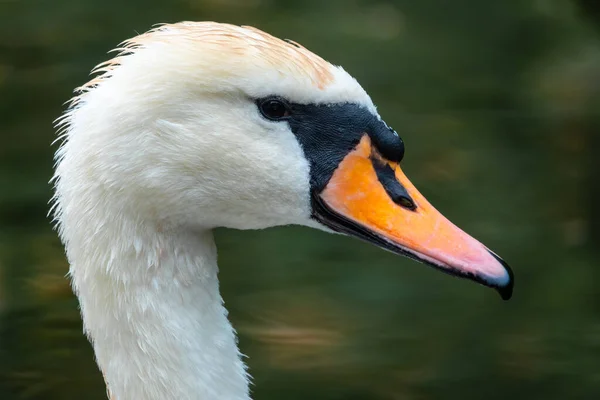 Retrato Cisne Branco Gracioso Com Pescoço Longo Fundo Água Verde — Fotografia de Stock