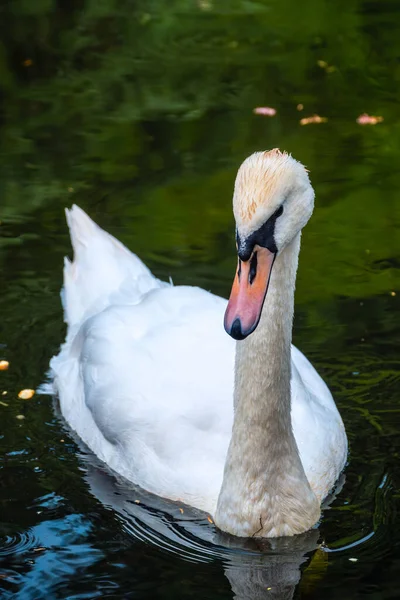 Cisne Branco Gracioso Nadando Lago Com Água Verde Escura Cisne — Fotografia de Stock