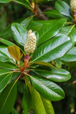Yeşil yapraklı arka planda manolya meyvesi. Magnolia kadife tohum kabuğu ağaçta. Magnolia soulangeana, uçan daire manolyası..