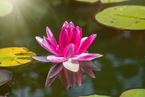 反射して暗い水の背景にピンクの睡蓮の花 ニンファア蓮 ニンパイアSp ホルト池の中で — ストック写真