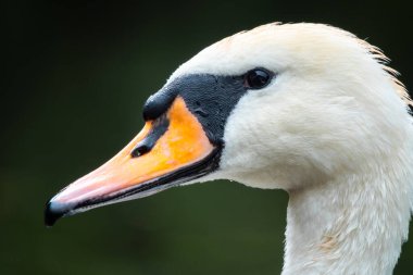 Koyu yeşil arka planda uzun boynu olan zarif beyaz bir kuğunun portresi. Dilsiz kuğu, Cygnus rengi.