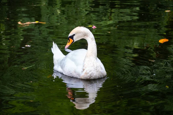 A graceful white swan swimming on a lake with dark green water. The white swan is reflected in the water. The mute swan, Cygnus olor
