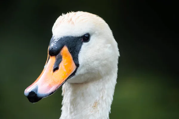 Portrét Půvabné Bílé Labutě Dlouhým Krkem Tmavozeleném Vodním Pozadí Němá — Stock fotografie