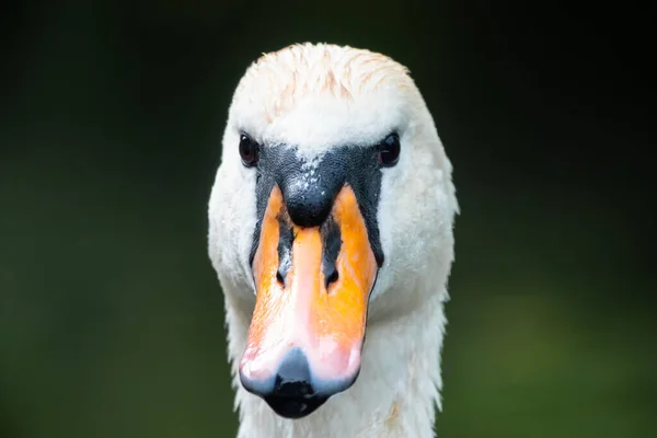 Retrato Cisne Branco Gracioso Com Pescoço Longo Fundo Água Verde — Fotografia de Stock