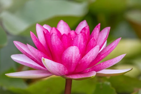 Nymphaea Lotus Fleur Nénuphar Rose Sur Fond Feuilles Vertes Nymphaea — Photo