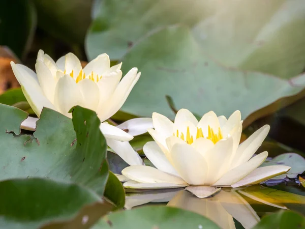 Weiße Seerose Blume Auf Einem Grünen Blätterhintergrund Seerose Nymphaea Alba — Stockfoto