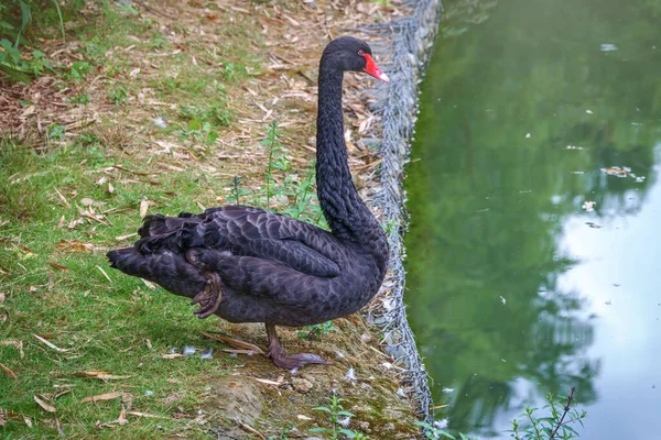 Ein Schwarzer Schwan Mit Rotem Schnabel Steht Auf Einer Pfote — Stockfoto