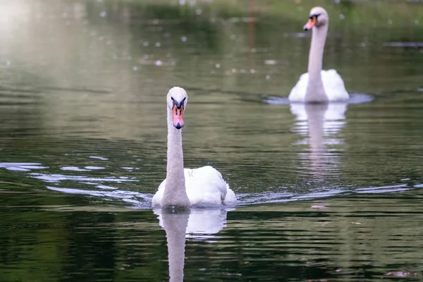 2つの優雅な白い白鳥は暗い水の中で泳ぐ ミュート スワンシグナス カラー — ストック写真