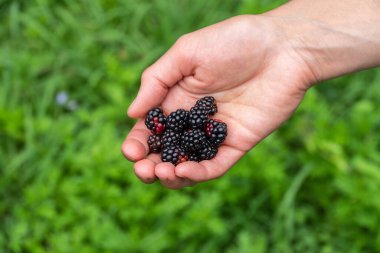 Bir avuç olgun böğürtlen ve yeşil arka planda bir kadın eli. Olgun ve sulu böğürtlenler bir kadının elinde. Arka planda yeşil çimenler olan yabani böğürtlenleri tutan bir kadın..
