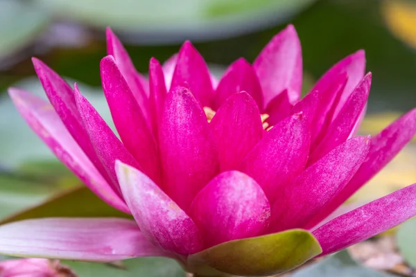 Nymphaea Lotus Fleur Nénuphar Rose Sur Fond Feuilles Vertes Nymphaea — Photo