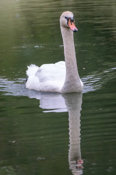 Cisne Branco Gracioso Nadando Lago Com Água Verde Escura Cisne — Fotografia de Stock